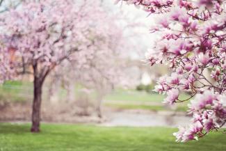 Accueil printemps